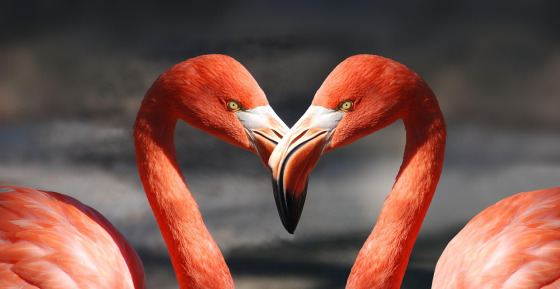 Flamingos standing so their necks form a heart